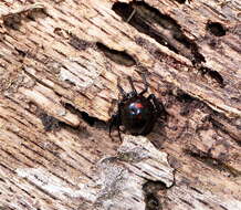 Image of Northern Black Widow