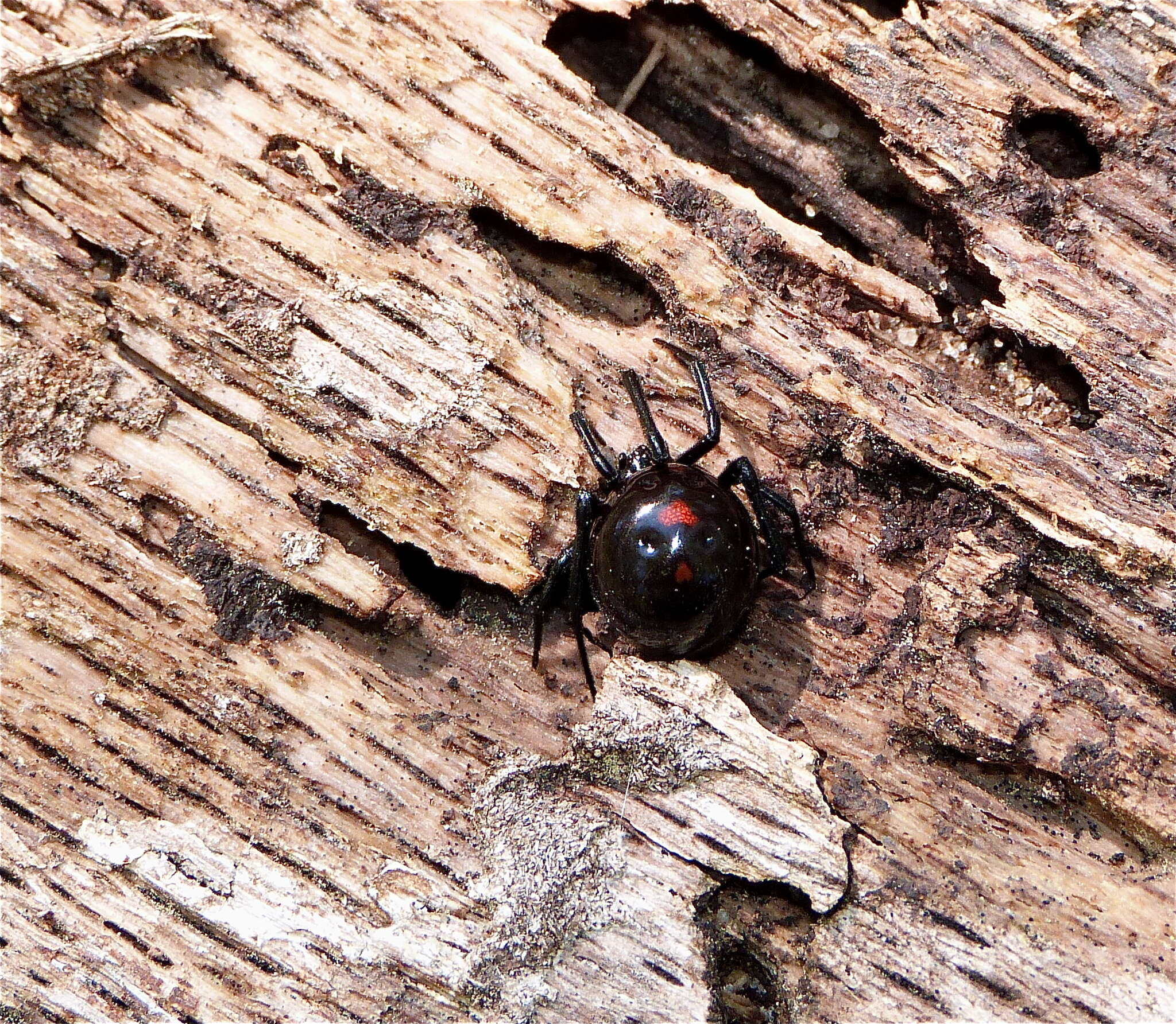 Latrodectus variolus Walckenaer 1837的圖片