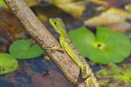 Image of Green Basilisk