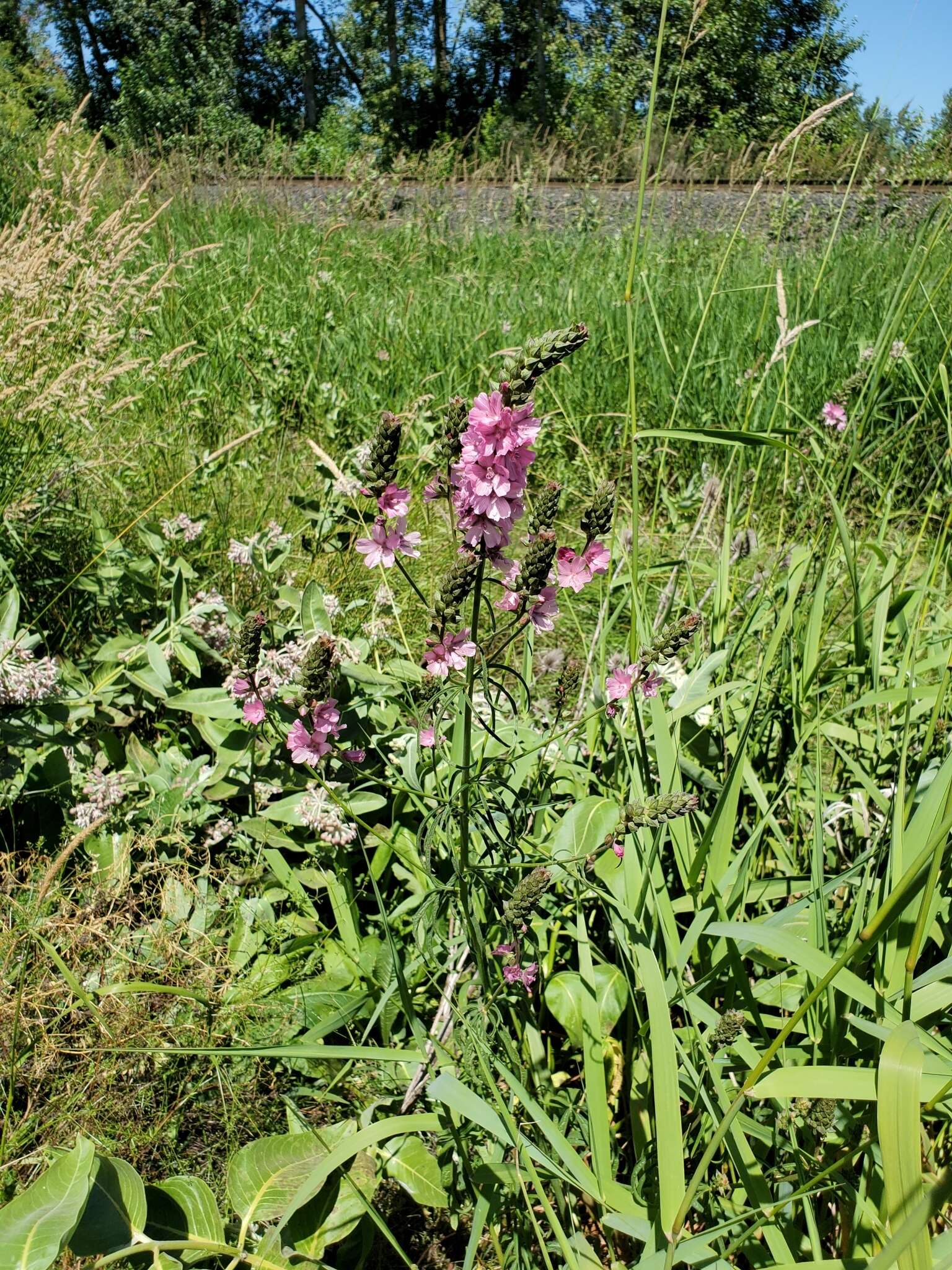 Sidalcea cusickii Piper的圖片