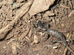 Image of Arboreal Salamander