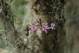 Image of Epidendrum arachnoglossum Rchb. fil. ex André