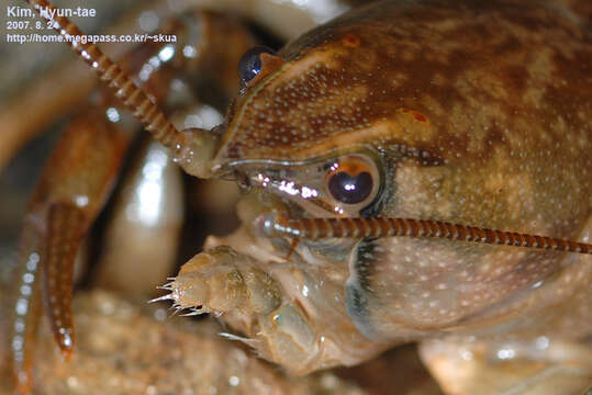 Image of Cambaroides similis (Koelbel 1892)