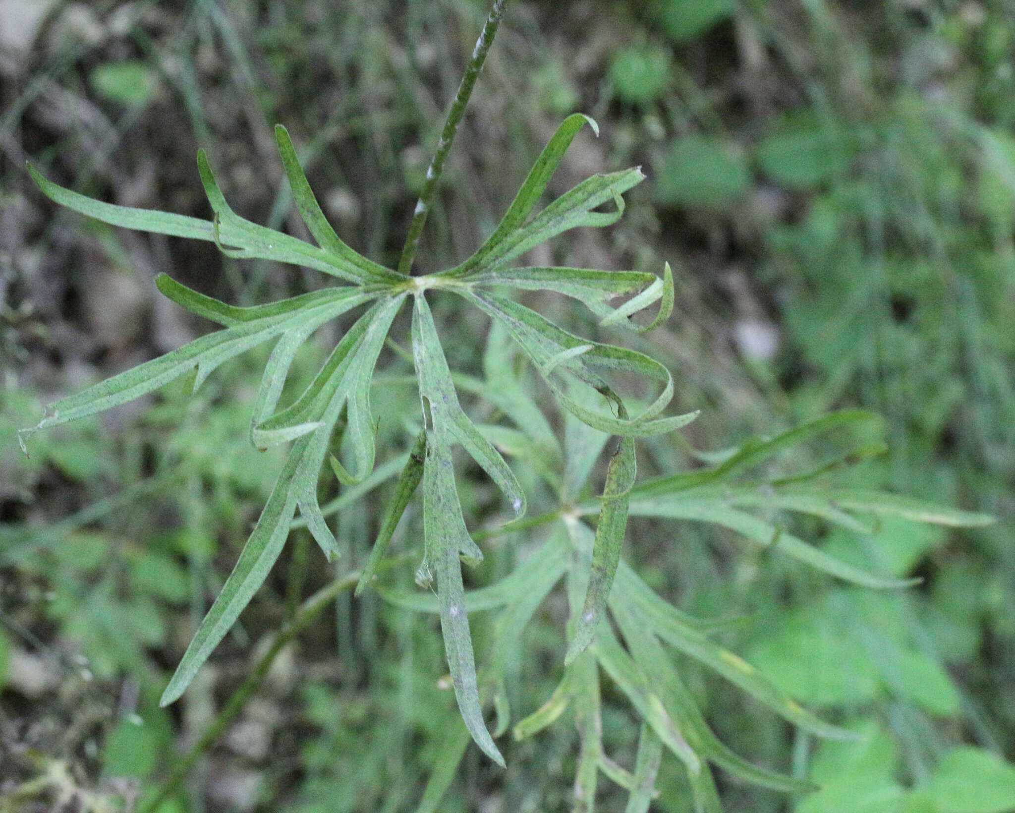 Delphinium macropogon Prokh.的圖片