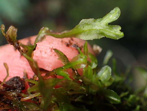 Image of Symphyogyna podophylla (Thunb.) Nees & Mont.