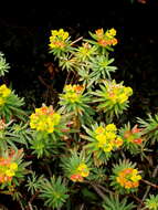 Слика од Euphorbia dendroides L.