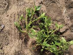 Image of hoe nightshade