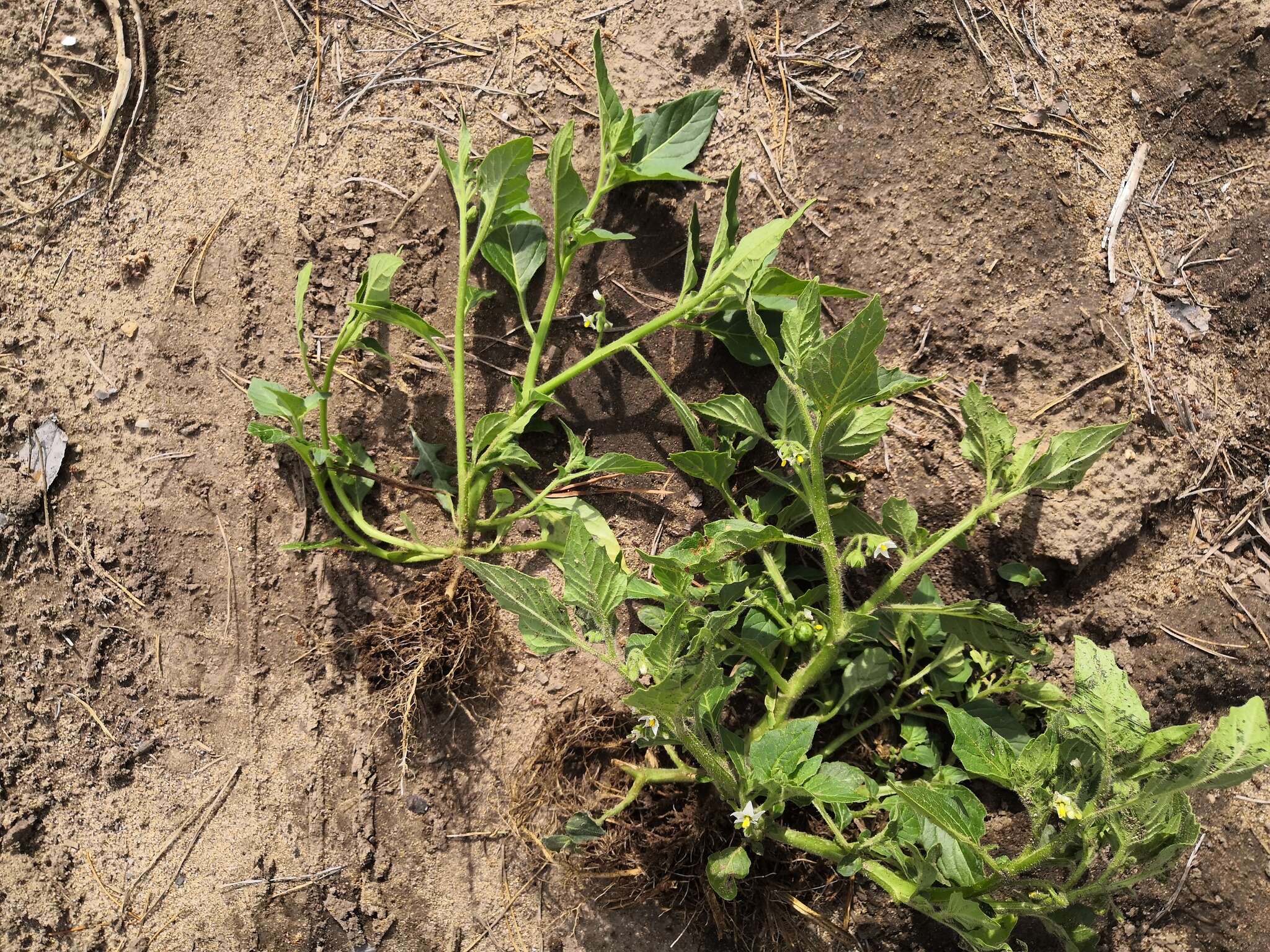 Image of hoe nightshade