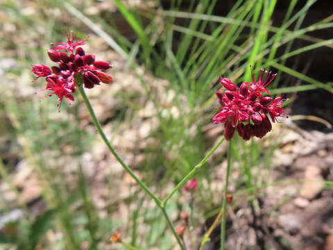 Image of Chisos Mountain buckwheat