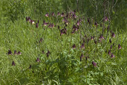 Plancia ëd Aquilegia oxysepala Trautv. & C. A. Mey.