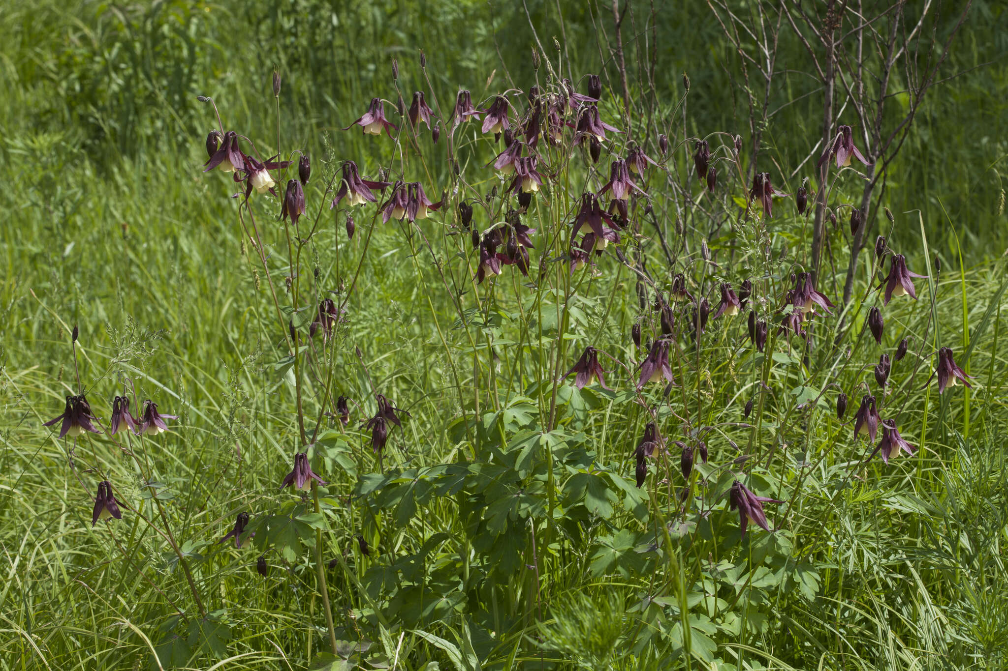 Image of Aquilegia oxysepala Trautv. & C. A. Mey.