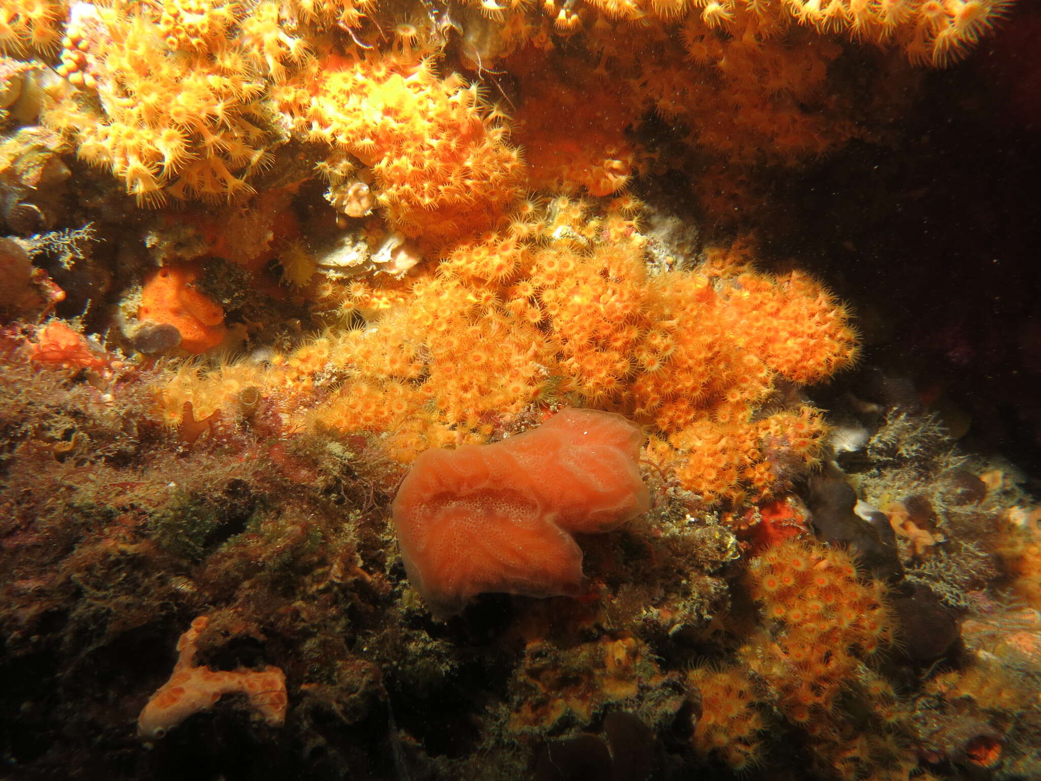 Image of Yellow encrusting anemone