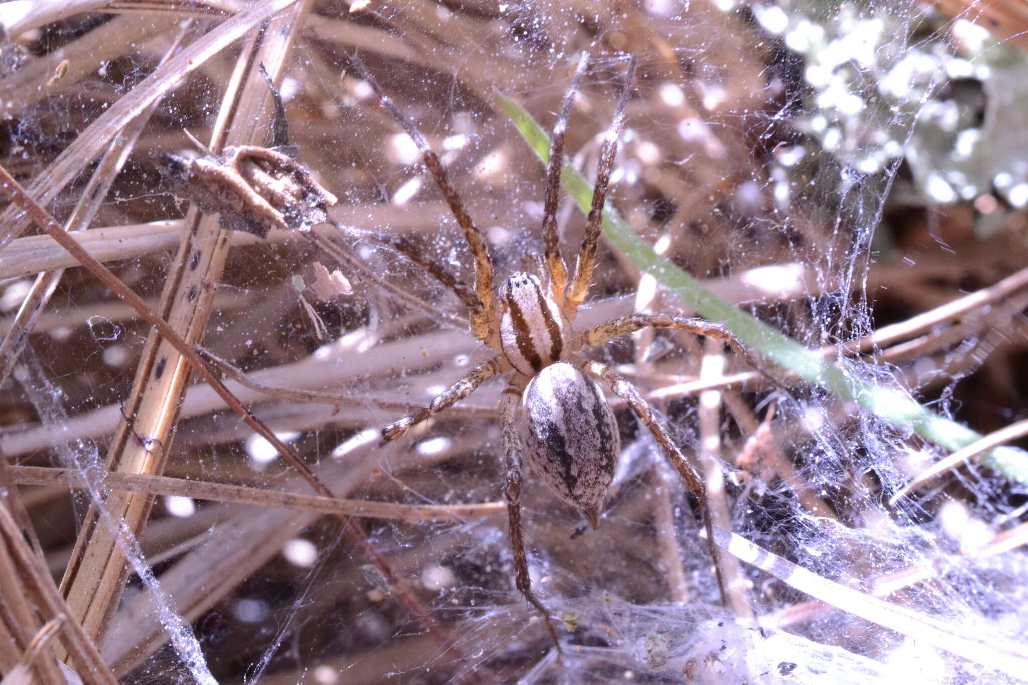 Image of Novalena attenuata (F. O. Pickard-Cambridge 1902)