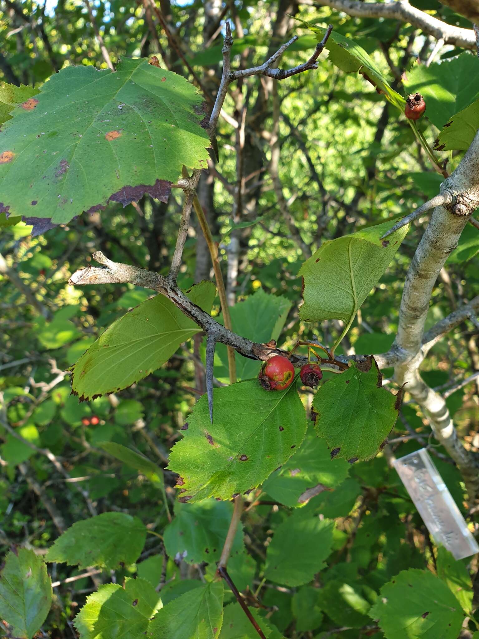 Image of Brainerd's hawthorn