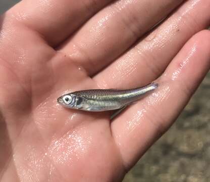 Image of texas shiner