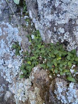 Pleopeltis riograndensis (T. Wendt) E. G. Andrews & Windham的圖片