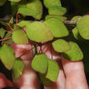Image of Euphorbia hoffmanniana (Klotzsch & Garcke) Boiss.