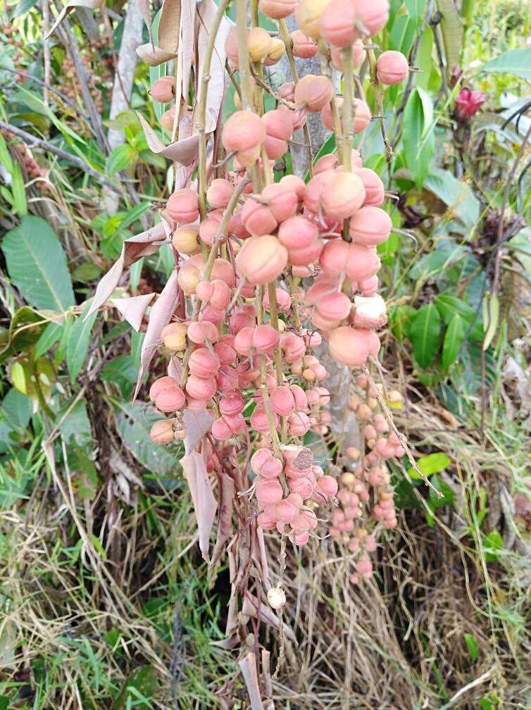 Слика од Alchornea cordifolia (Schumach. & Thonn.) Müll. Arg.