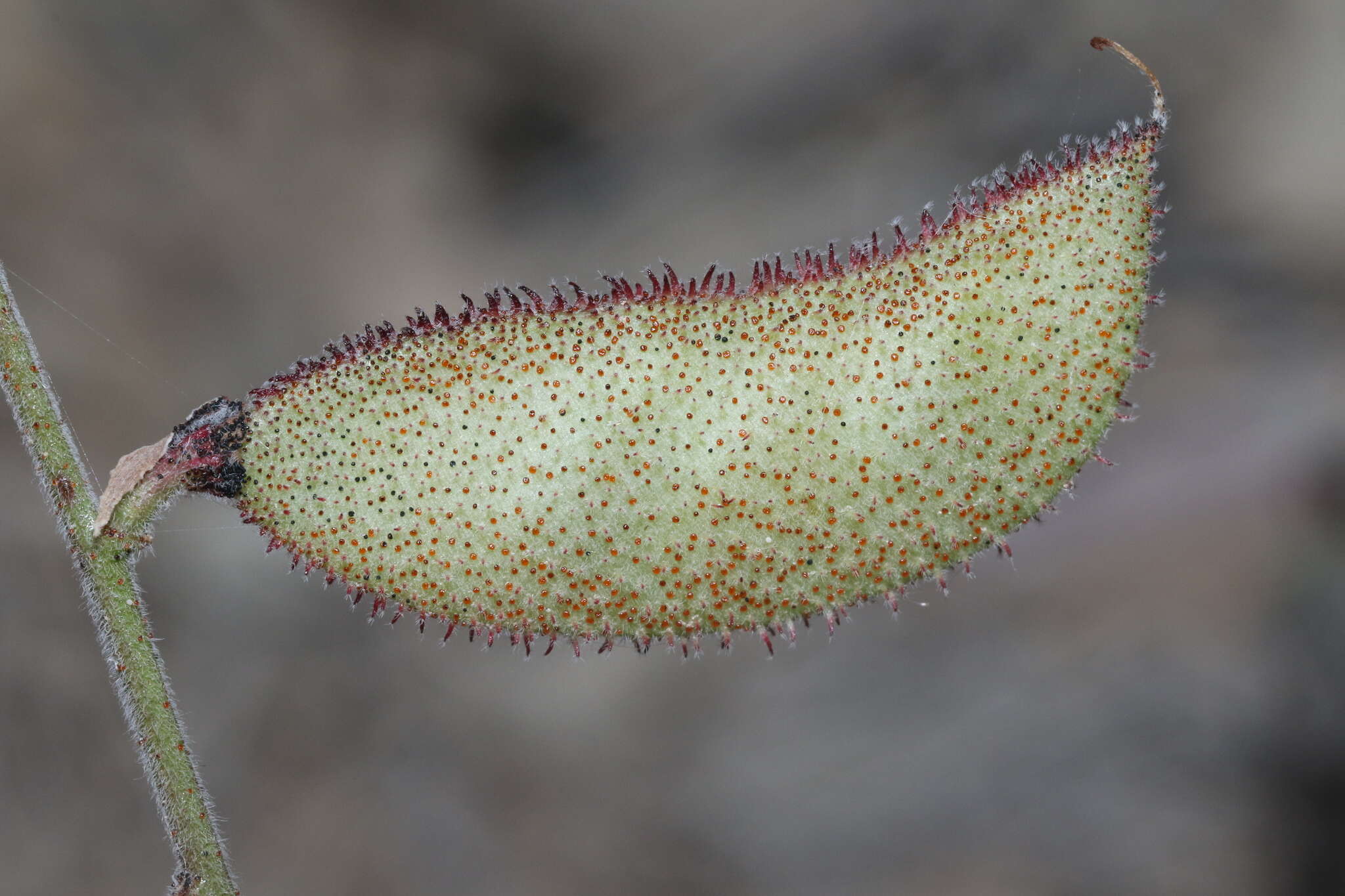 Image de Pomaria melanosticta S. Schauer