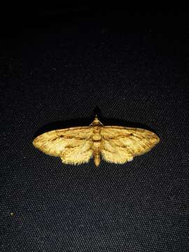 Слика од Eupithecia phoeniceata Rambur 1834