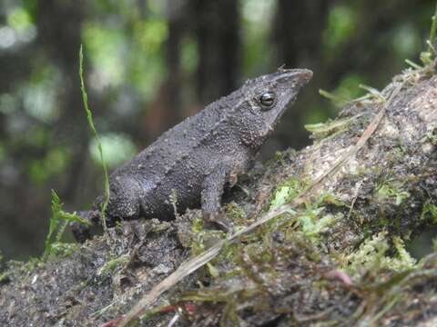 صورة Rhinella festae (Peracca 1904)