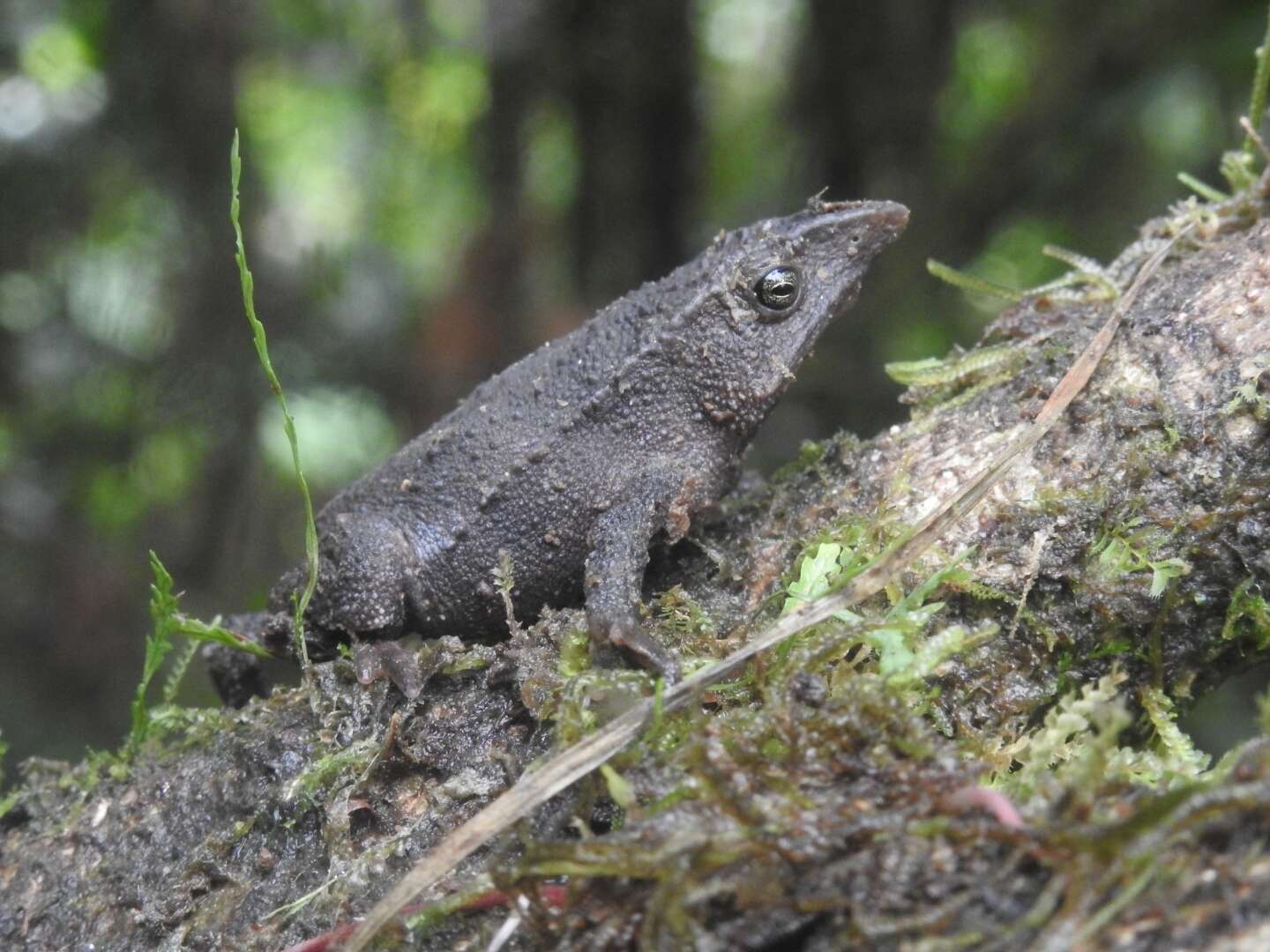 صورة Rhinella festae (Peracca 1904)