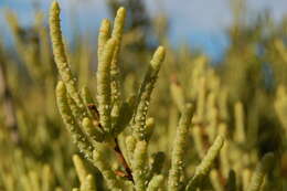 Image of Shrubby Glasswort