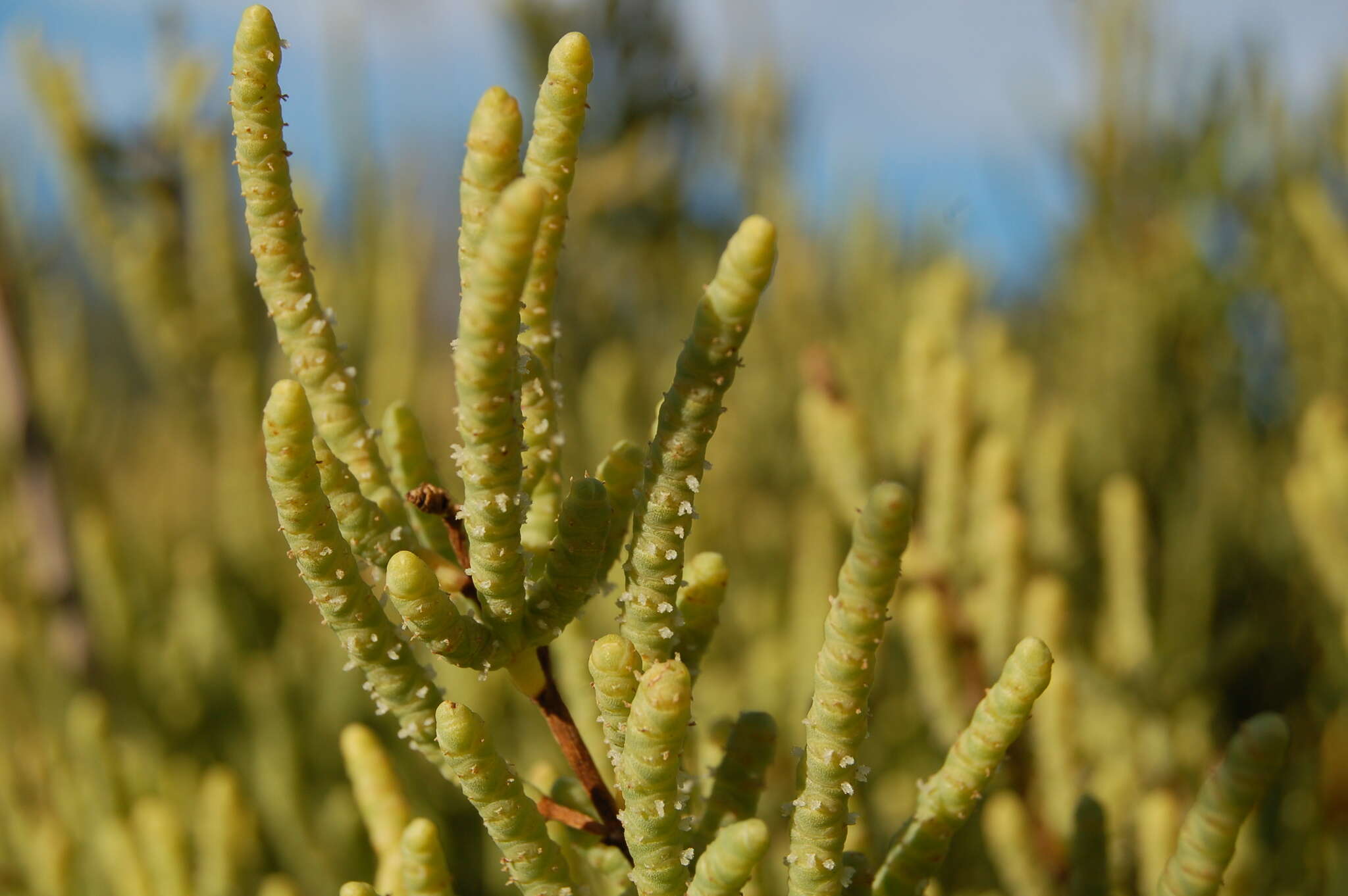 Image of Shrubby Glasswort