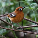 Image of Kivu Ground Thrush