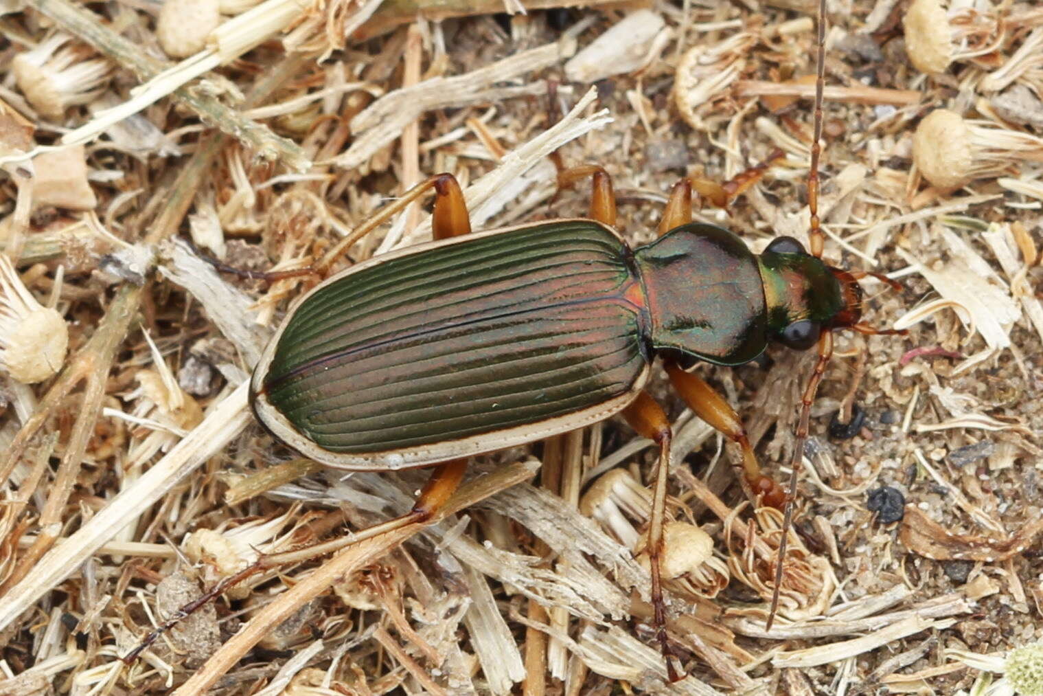 Sivun Chlaenius (Chlaenites) spoliatus (P. Rossi 1792) kuva