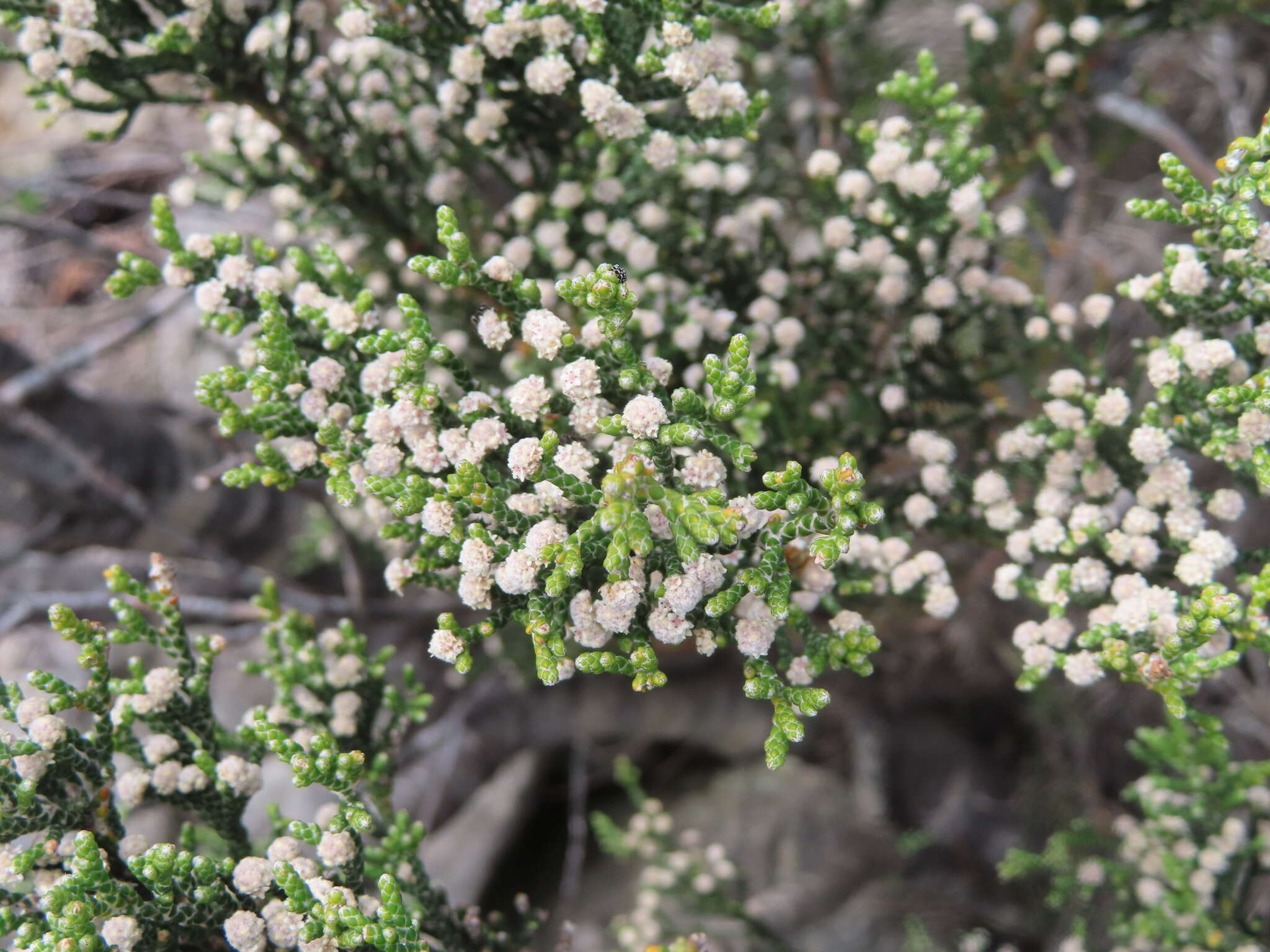 Image of Brunia microphylla Thunb.