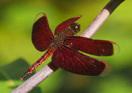 Image of Neurothemis taiwanensis Seehausen & Dow 2016