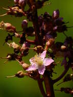 Image of Mahurea palustris Aubl.
