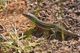 Image of Ornate Girdled Lizard