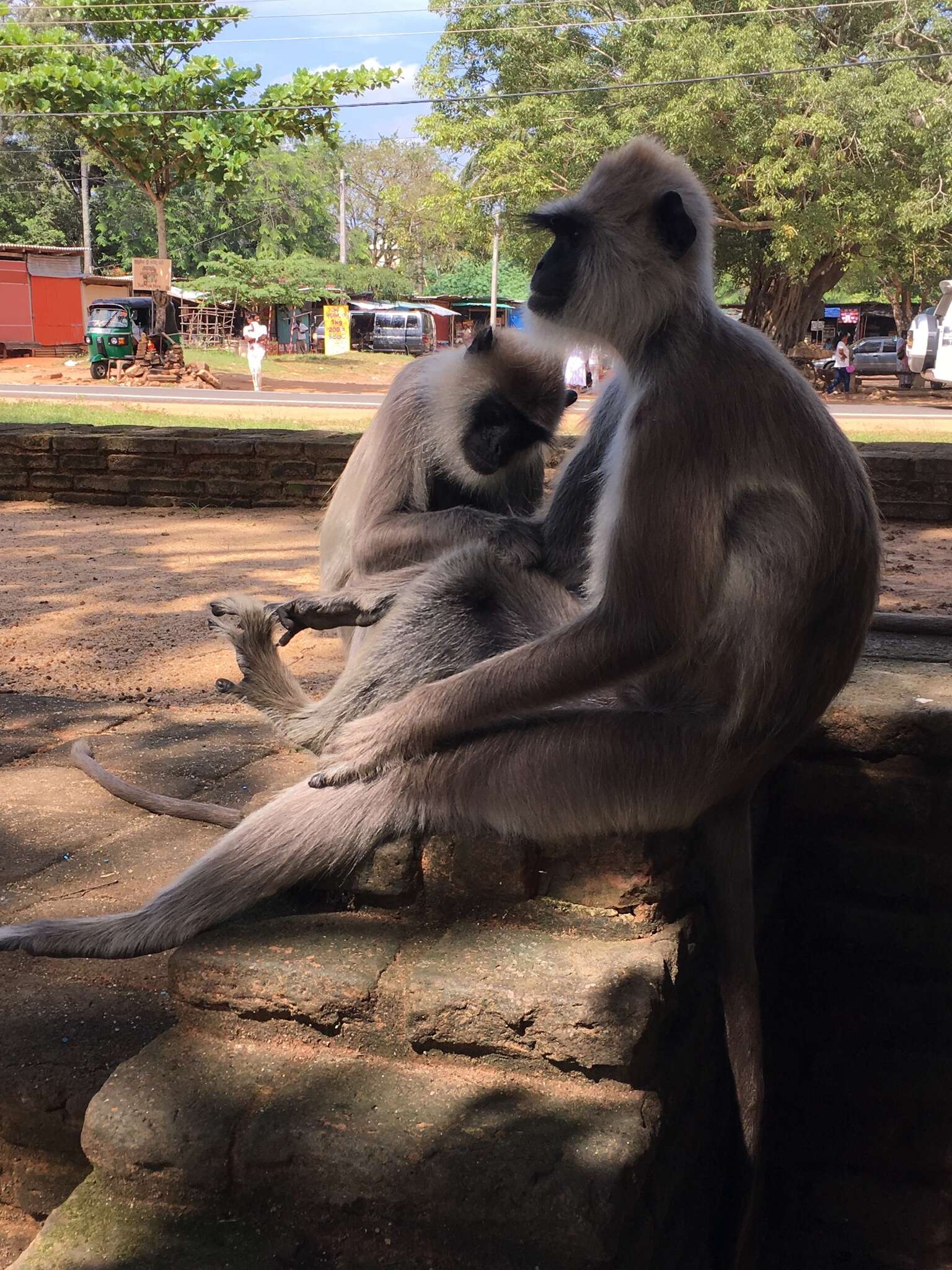 Image of Coromandel Sacred Langur