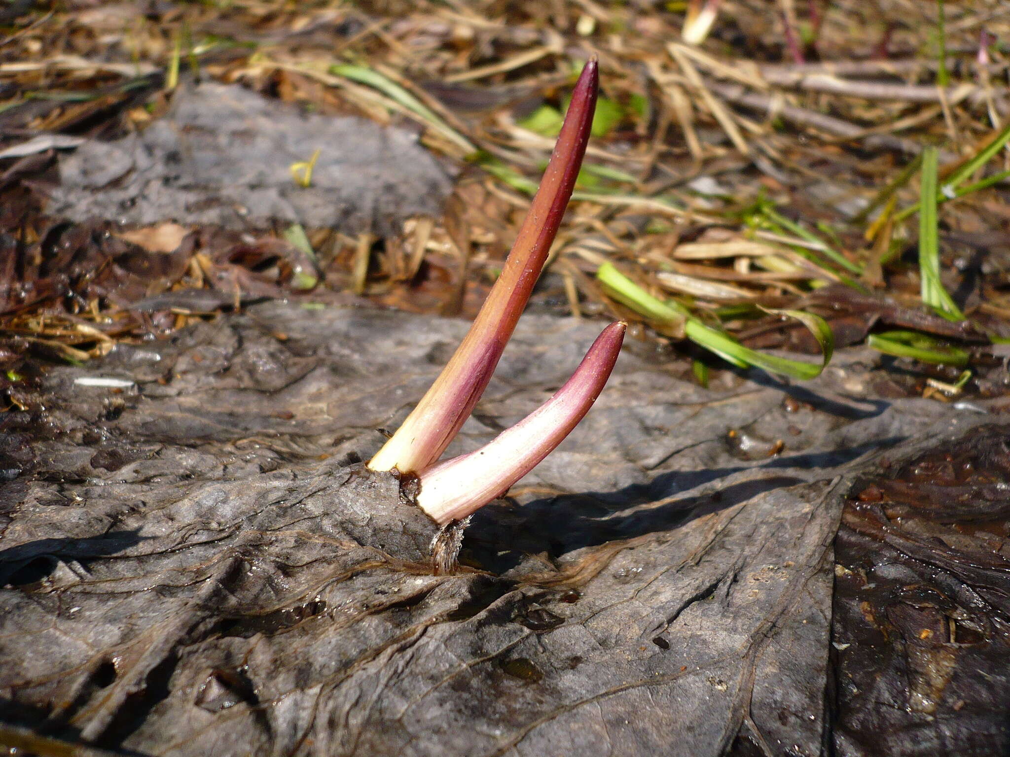 Petasites spurius (Retz.) Rchb.的圖片