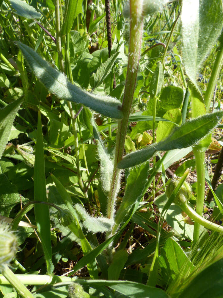 Anchusa hybrida Ten.的圖片