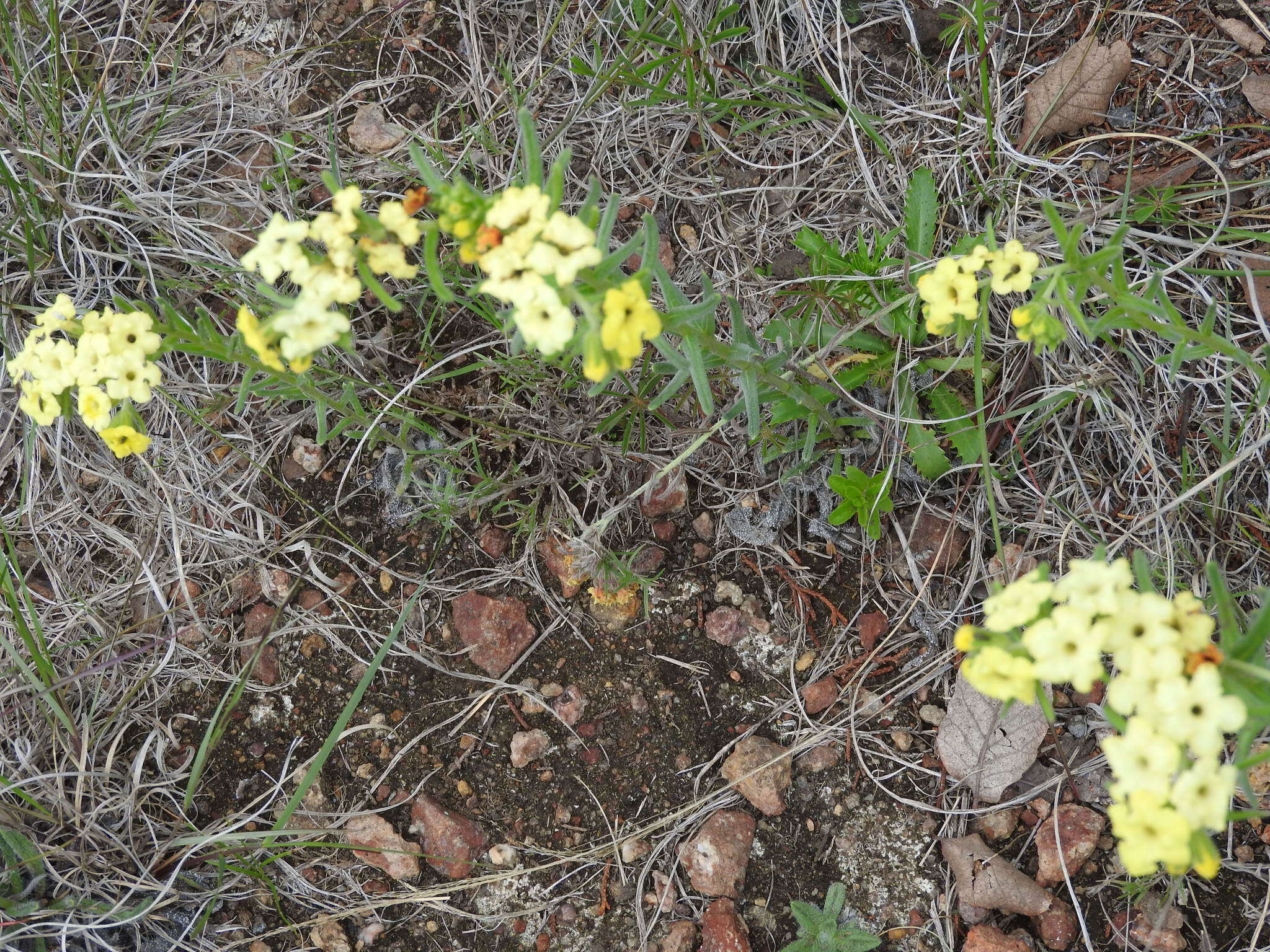 Plancia ëd Lithospermum cobrense Greene