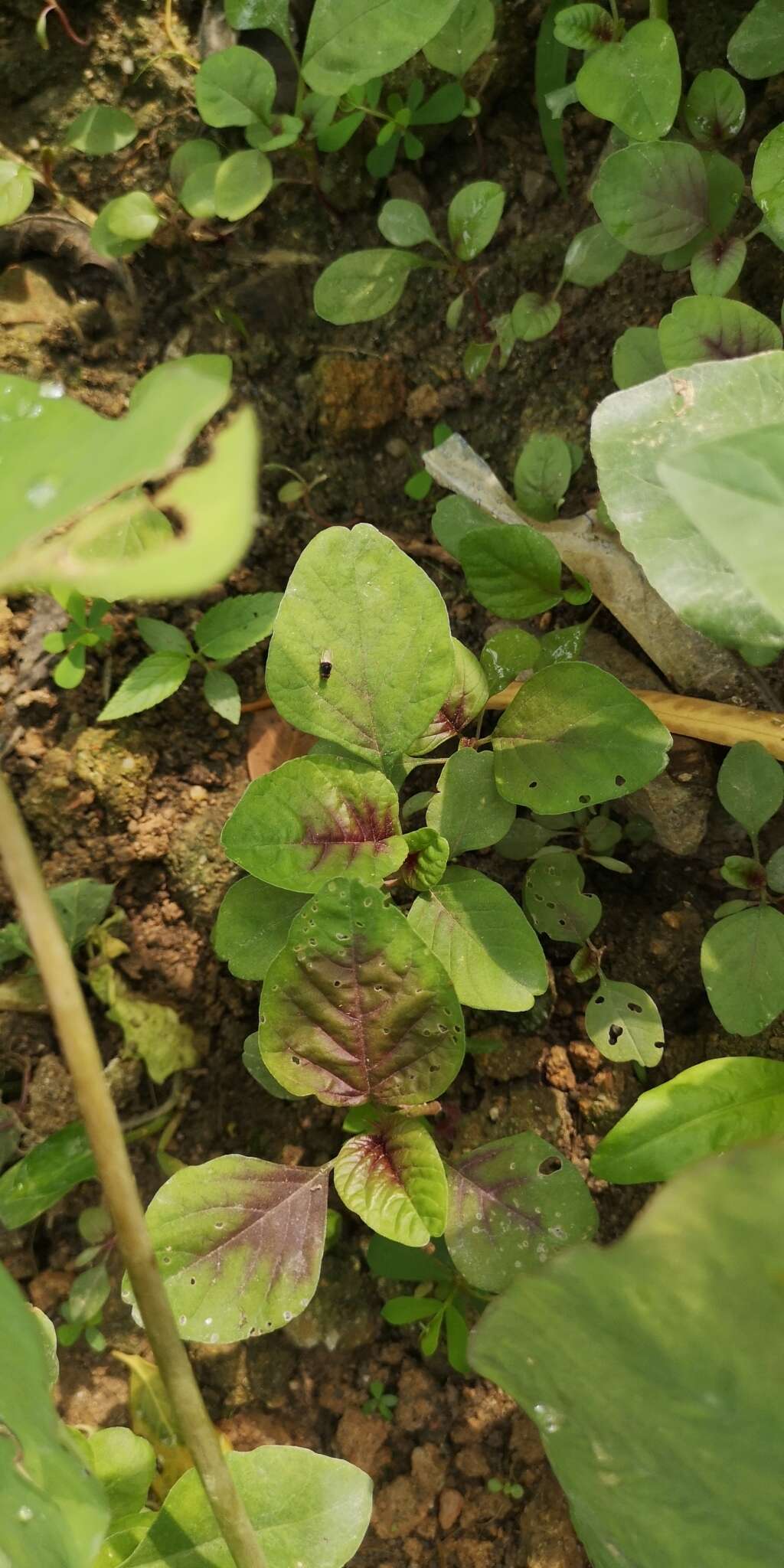 Imagem de Amaranthus tricolor L.