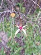 Image of Red-lipped spider orchid