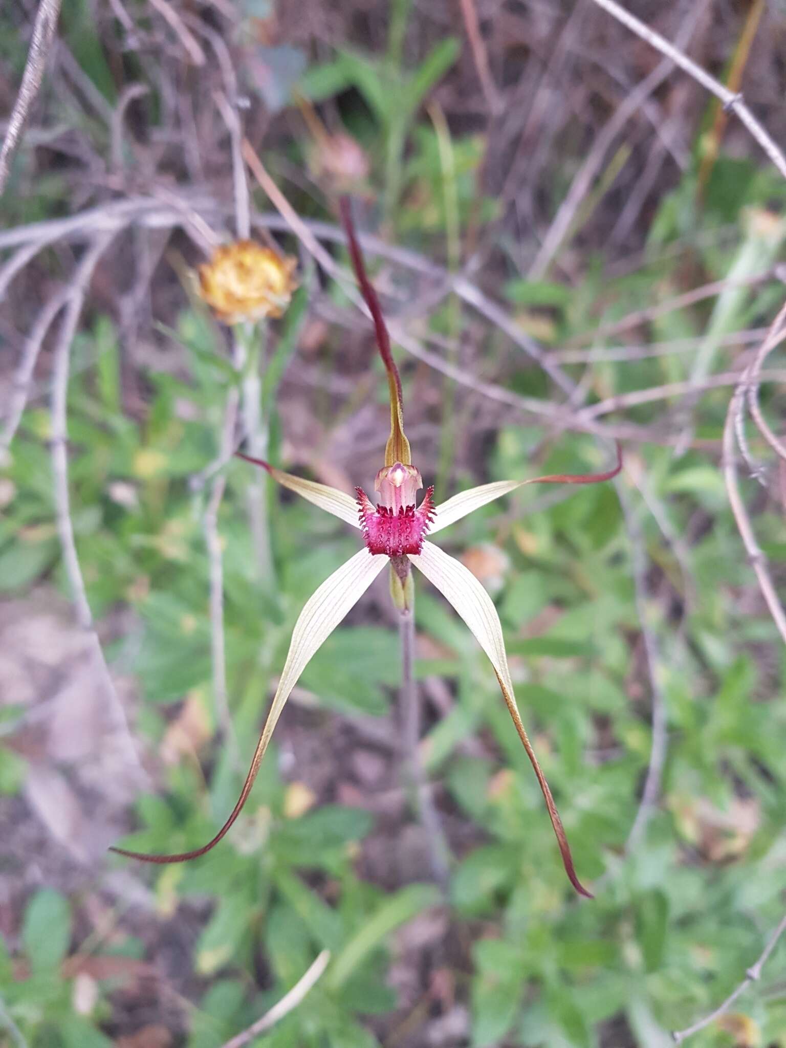 Image of Red-lipped spider orchid