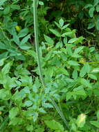 Image of Lyall's angelica