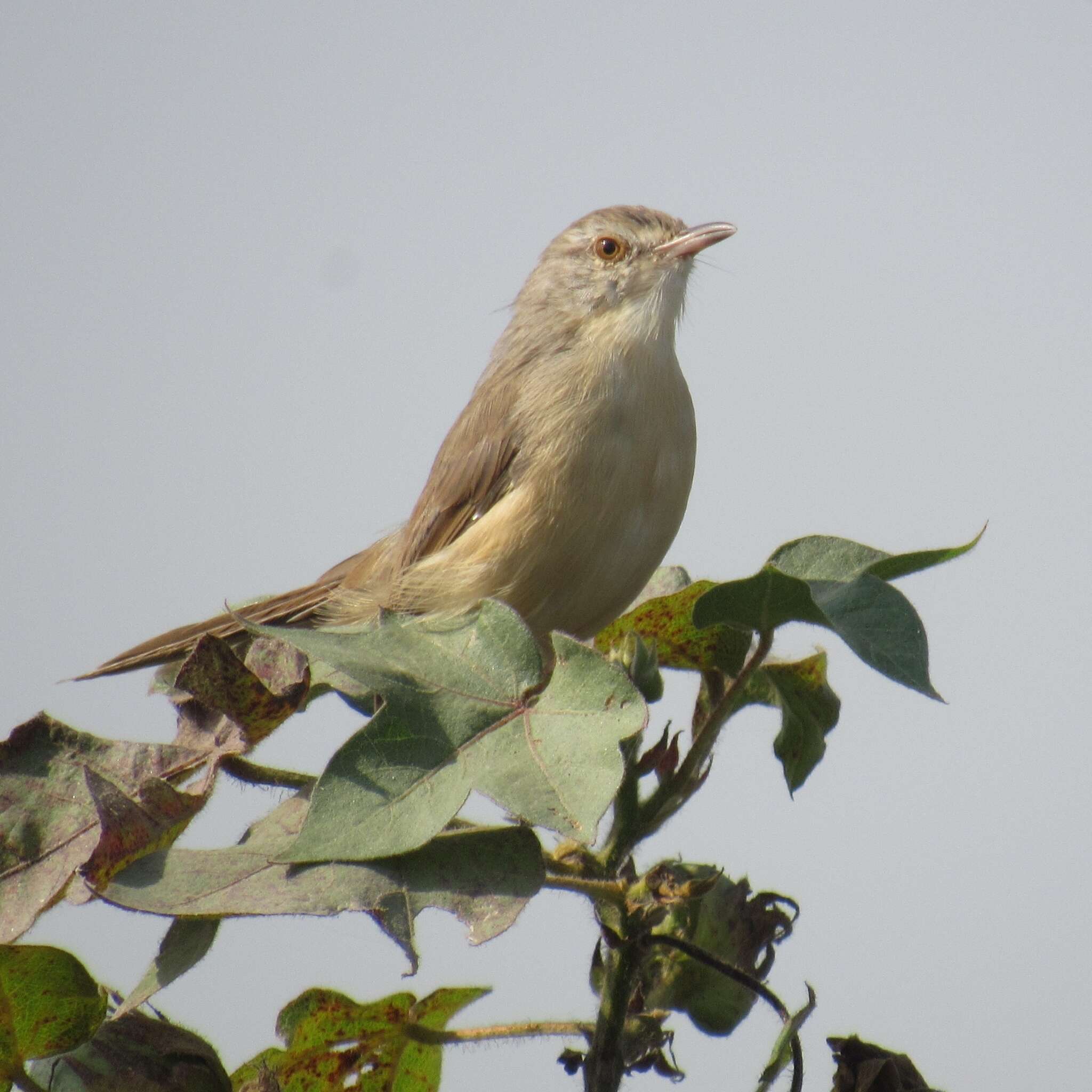 Image of Jungle Prinia