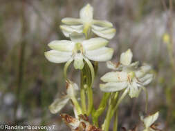 Image of Habenaria ambositrana Schltr.