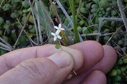 Image of Mentha cunninghamii (Benth.) Benth.