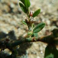 Image of Polygonum aviculare subsp. rurivagum (Boreau) Berher