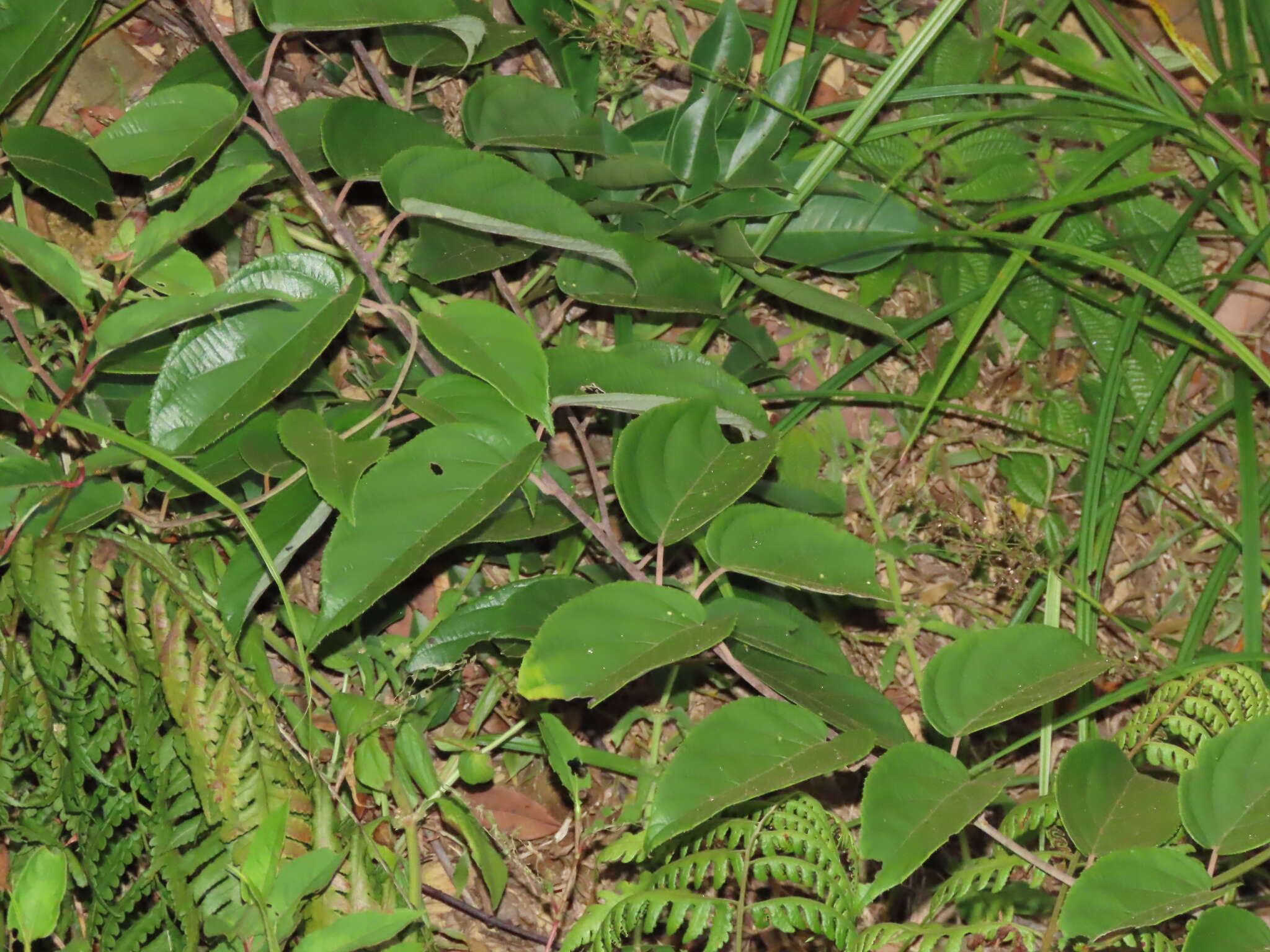 Image of Actinidia latifolia (Gardner & Champ.) Merr.