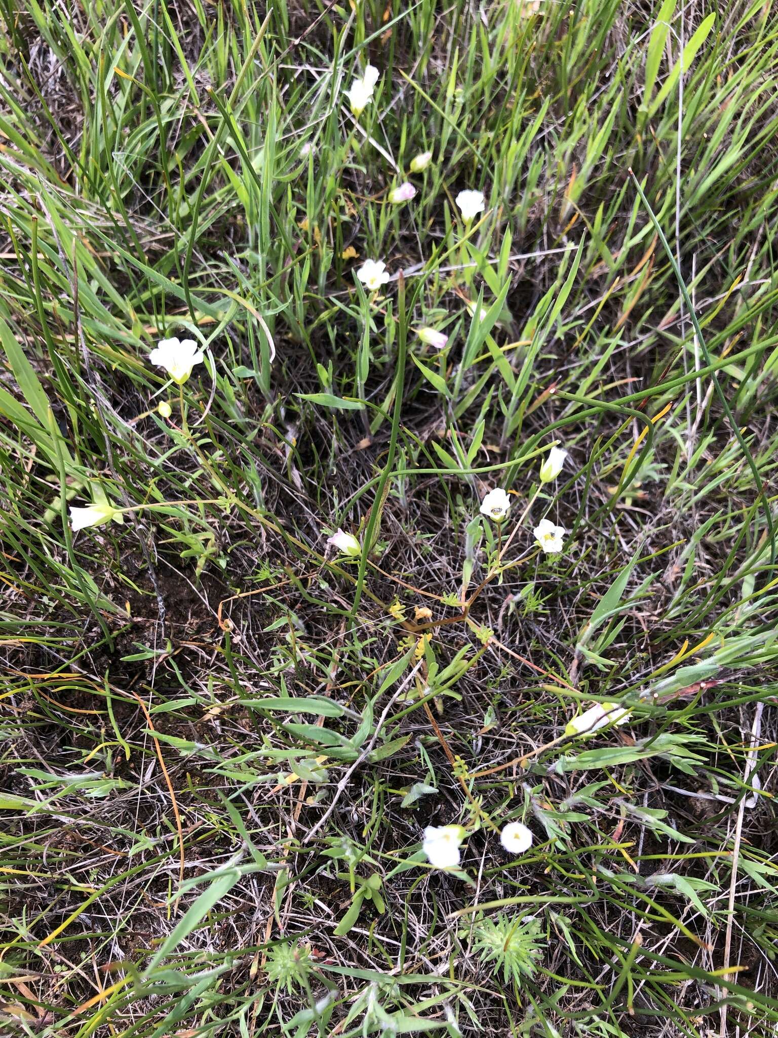 Imagem de Limnanthes alba subsp. gracilis (Howell) Morin