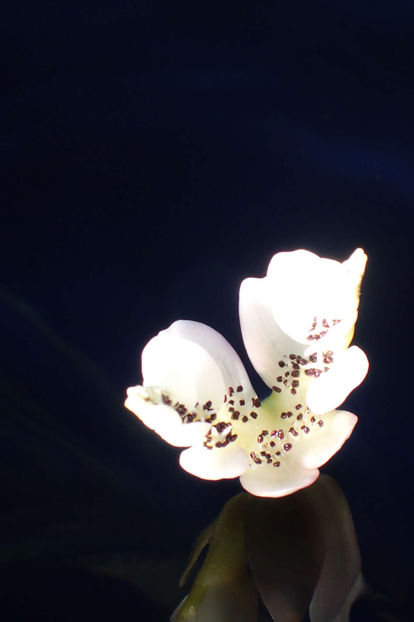 Image of Cape pondweed