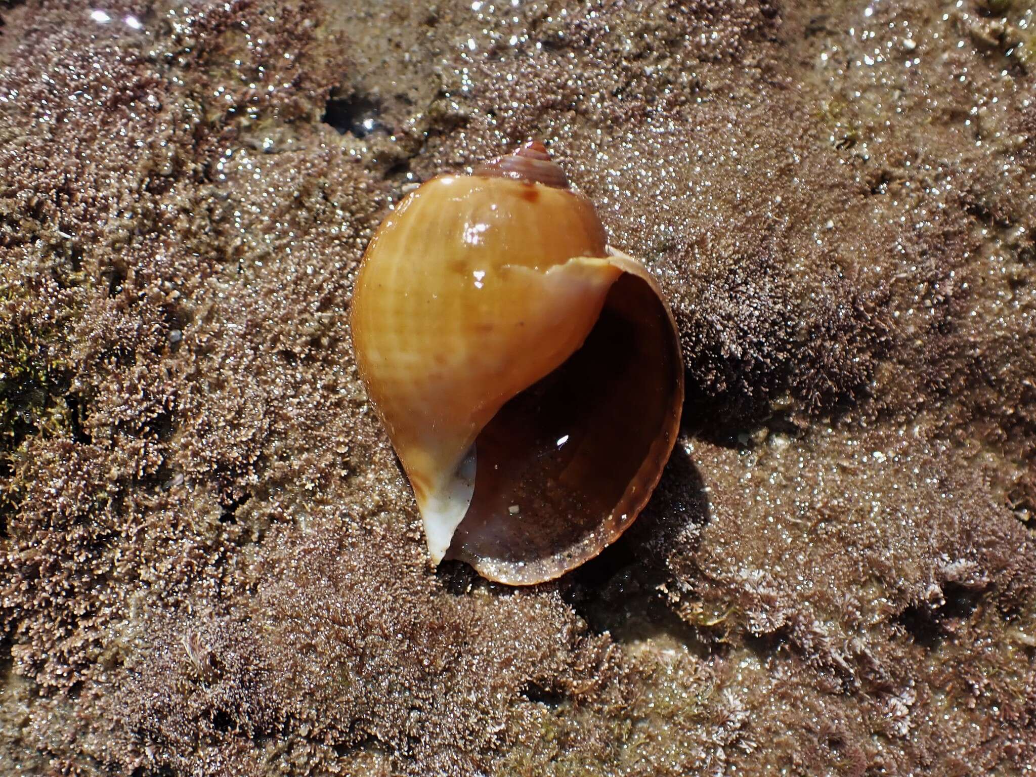 Image of Tonna canaliculata (Linnaeus 1758)